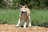AKITA INU 400
